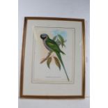 Two coloured print depicting a "Palaeornis Derbianus" or Lord of Derby's parakeet and "Trogon