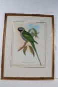 Two coloured print depicting a "Palaeornis Derbianus" or Lord of Derby's parakeet and "Trogon