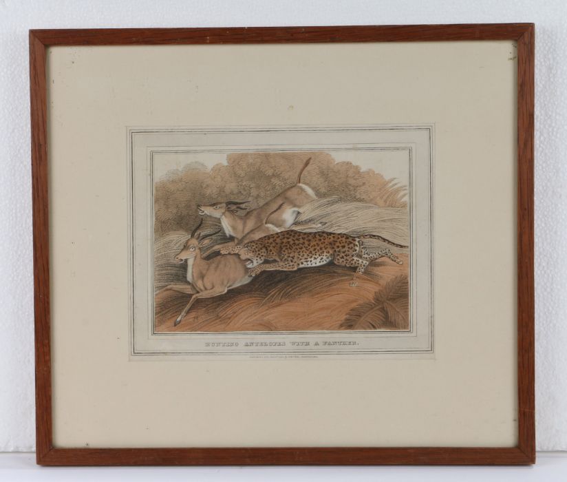 Hunting Antelopes With A Panther, coloured print, contained with in an oak and glazed frame, image