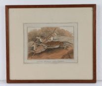 Hunting Antelopes With A Panther, coloured print, contained with in an oak and glazed frame, image