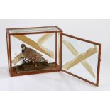 Taxidermy: cased French partridge, housed in a glazed case, 42cm x 34cm
