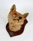 Taxidermy fox head, the fox head looking left, the shield with plaque "LUDLOW FOX HOUNDS KILLED