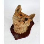 Taxidermy fox head, the fox head looking left, the shield with plaque "LUDLOW FOX HOUNDS KILLED