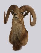 Taxidermy: Ladakh Urial (Ovis vignnei vignei) Mid 20th Century, found in the Indus and Shayok