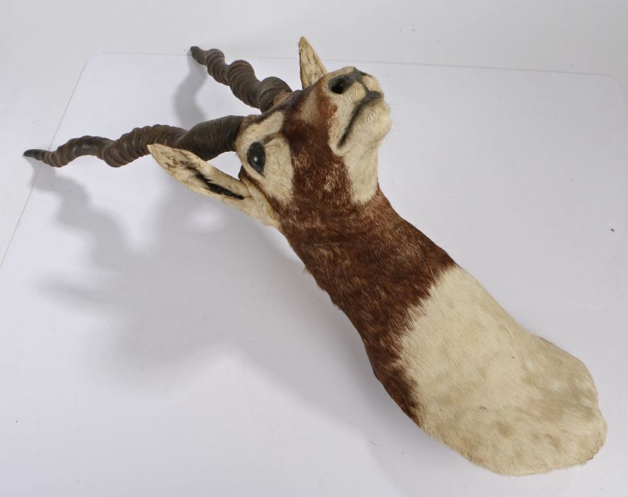 Taxidermy: Indian Blackbuck (Antilope cervicapra), mid 20th Century, from the wall 37cm, 76cm high - Image 2 of 2