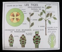 Collection of six French 1960's - 70's Educational Coloured Posters printed by Editions Rossignol,