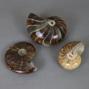 Konvolut Fossilien - drei Ammoniten, größtenteils aus der Matrix herausgearbeitet, geschliffen und 