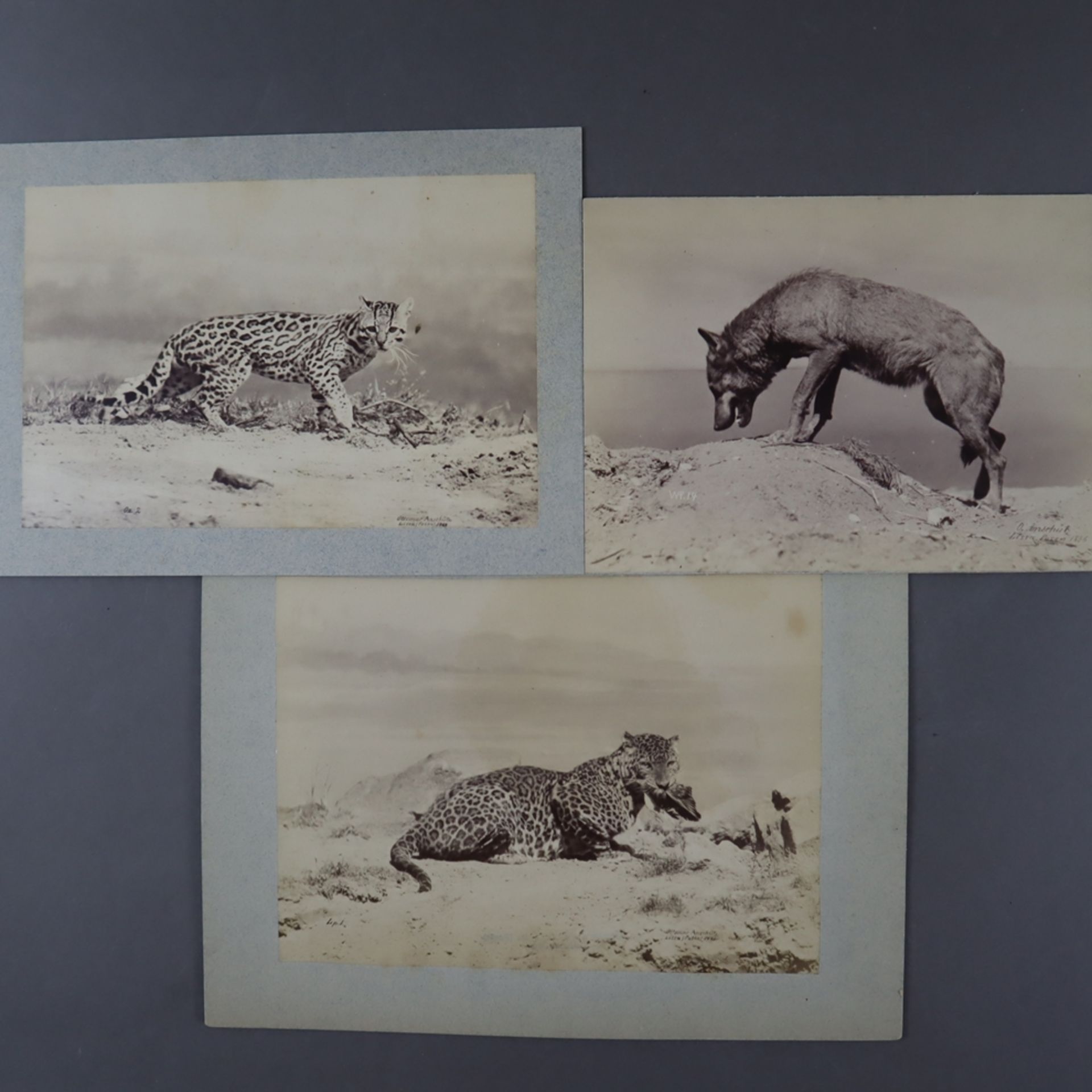 Anschütz, Ottomar (1846 Posen - Berlin 1907) - Drei Tierfotografien, 1886-1888, jeweils mit Künstle