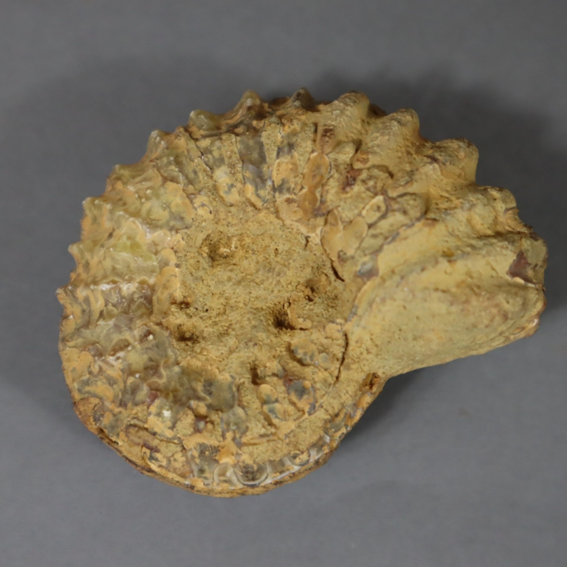 Konvolut Versteinerungen - vier fossile Ammoniten, H.ca.4,5/5,5/6cm - Image 2 of 4