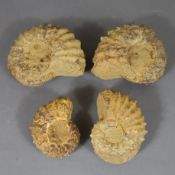 Konvolut Versteinerungen - vier fossile Ammoniten, H.ca.4,5/5,5/6cm