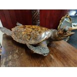 ANTIQUE HAWKS BILL TURTLE