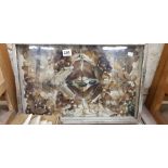 VICTORIAN BUTTERFLY AND INSECT DISPLAY CASE