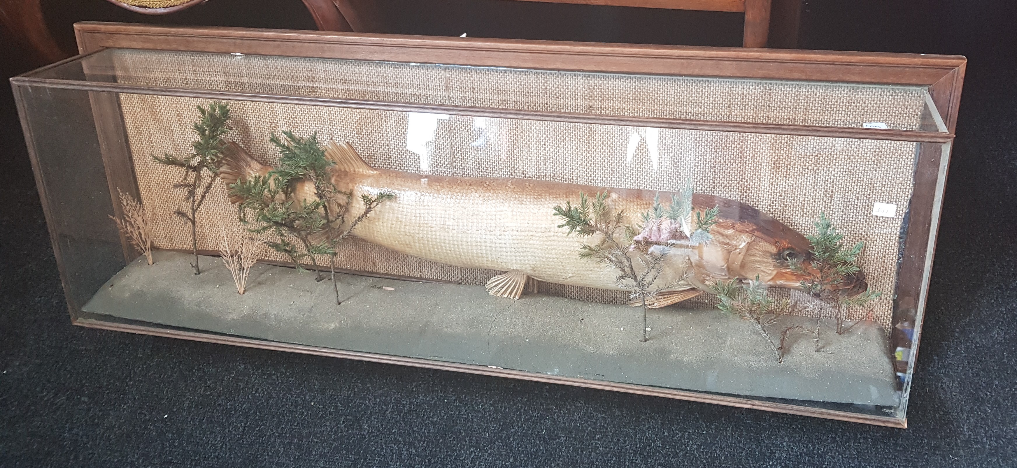 LARGE CASED MOUNTED FISH