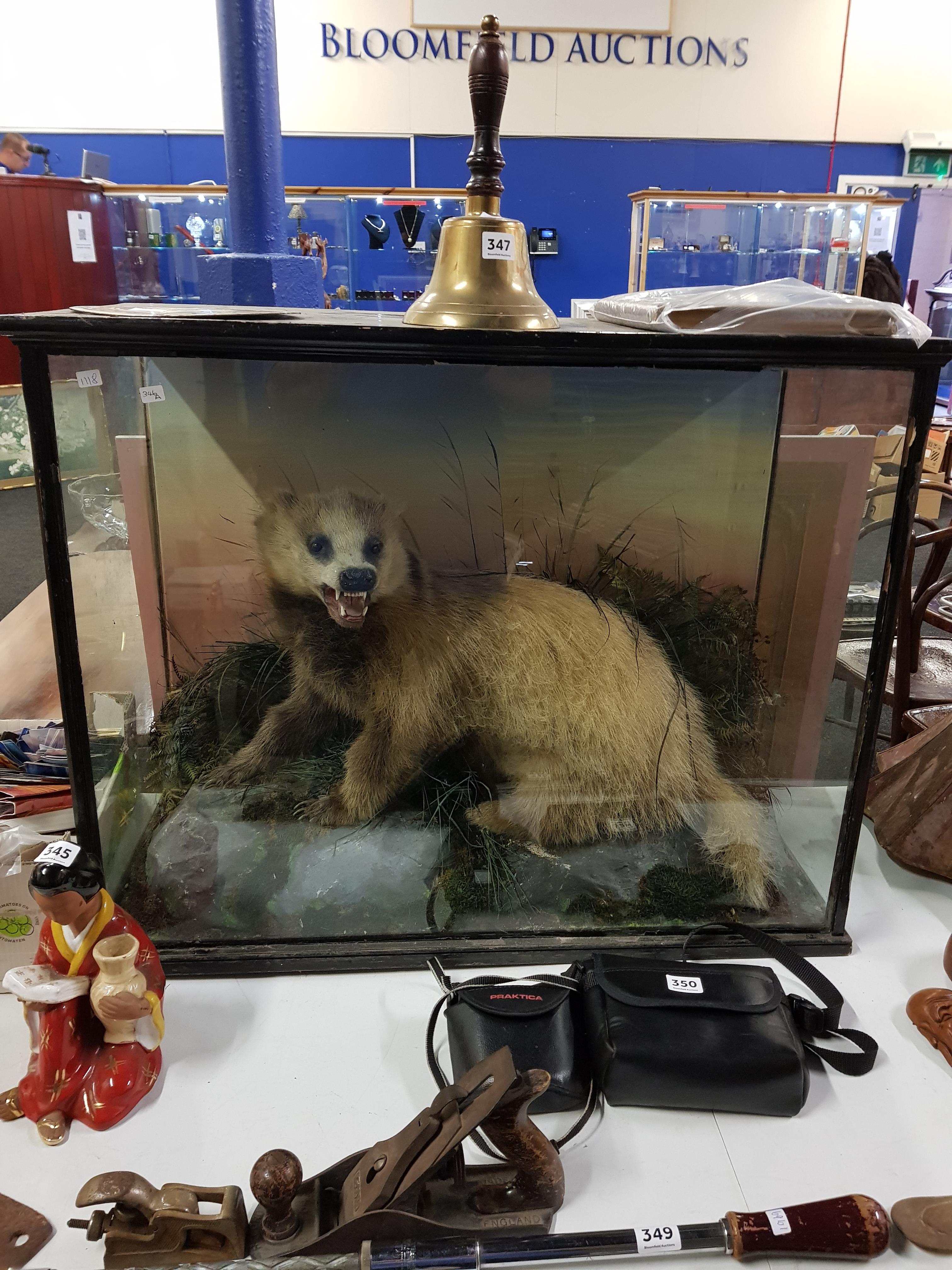 ANTIQUE CASED STUFFED BADGER