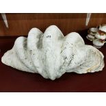 RARE GIANT CLAM SHELL 27' WIDTH X 18' HEIGHT