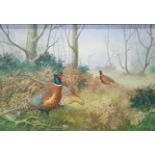 T.WOODS - OIL ON CANVAS - PHEASANT