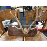 MOUNTED ANTLERS