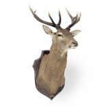 A large and impressive mounted deer's head (cervus elaphus) trophy