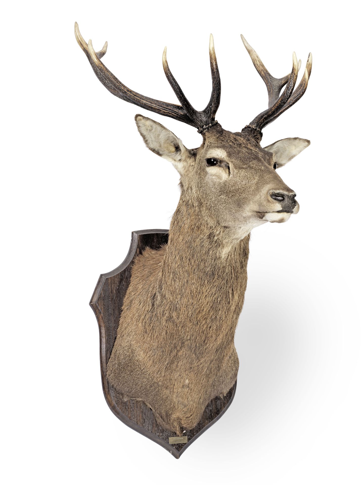 A large and impressive mounted deer's head (cervus elaphus) trophy
