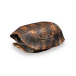 A turtle shell