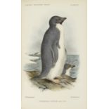 BORCHGREVINK (CARSTEN) Report on the Collections of Natural History made in the Antarctic Regions...