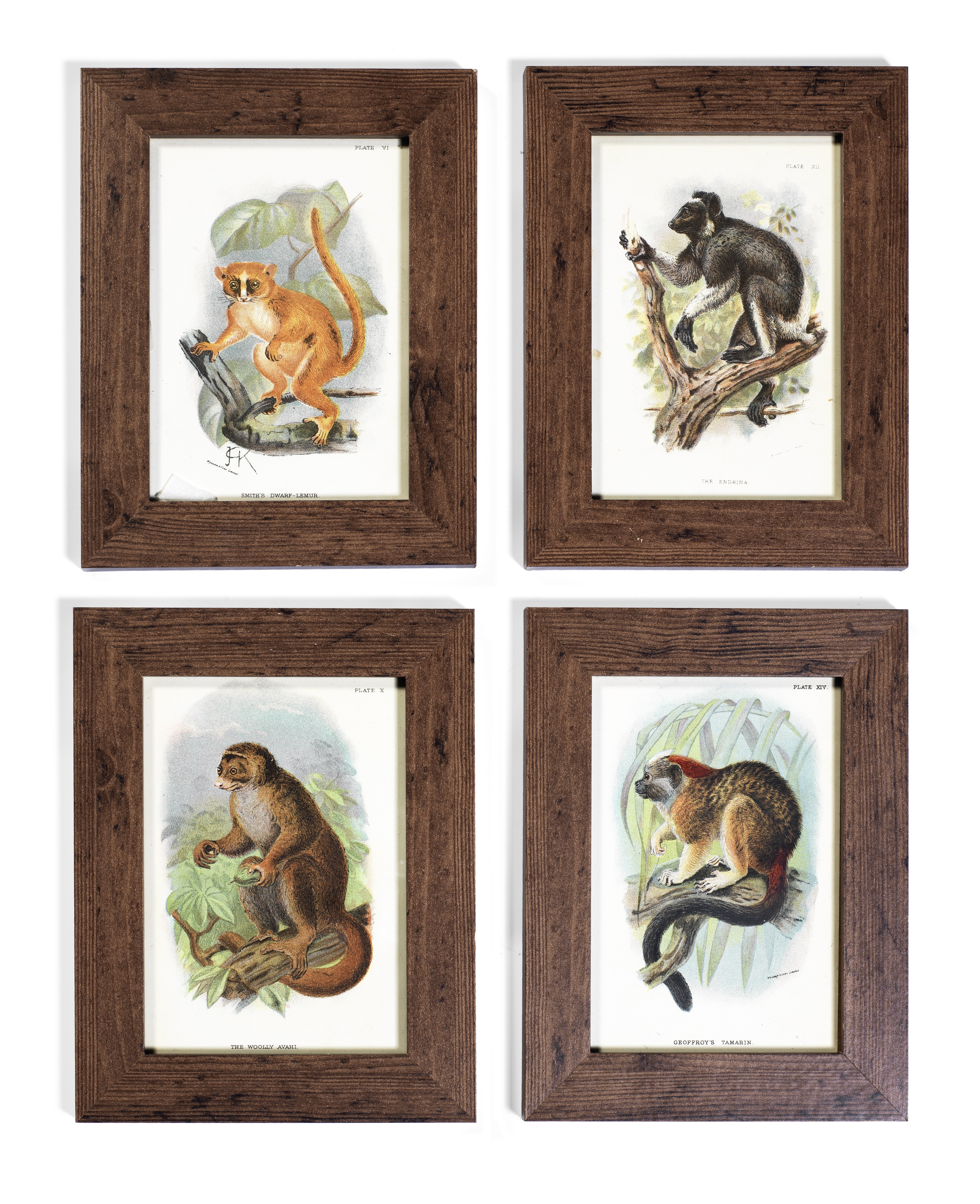 A set of twelve later framed late 19th / early 20th century coloured lithographic prints of prim...