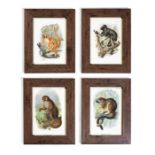 A set of twelve later framed late 19th / early 20th century coloured lithographic prints of prim...