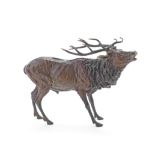 Franz Bergman (Austrian 1861-1936): A cold painted bronze model of a stag,