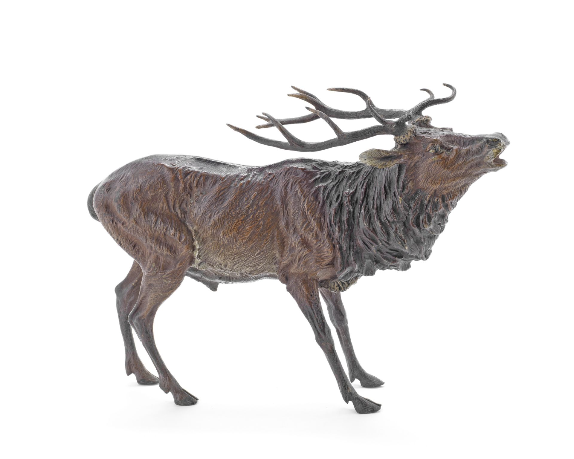 Franz Bergman (Austrian 1861-1936): A cold painted bronze model of a stag,