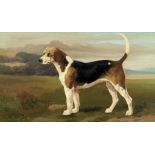 William Henry Hamilton Trood (British, 1860-1899) The fox hound 'Banich', property of Lord Willou...