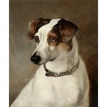 English School, 19th century Portrait of a Jack Russell