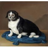 English School, 19th Century Dog on a blue cushion