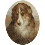 Attributed to Edwin Douglas (British, 1848-1914) Study of a collie