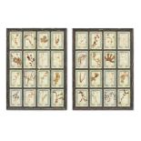 A collection of 19th century Italian prints of assorted pressed herbs and flowers mounted into a ...