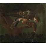 German School, 18th Century A hawk unframed