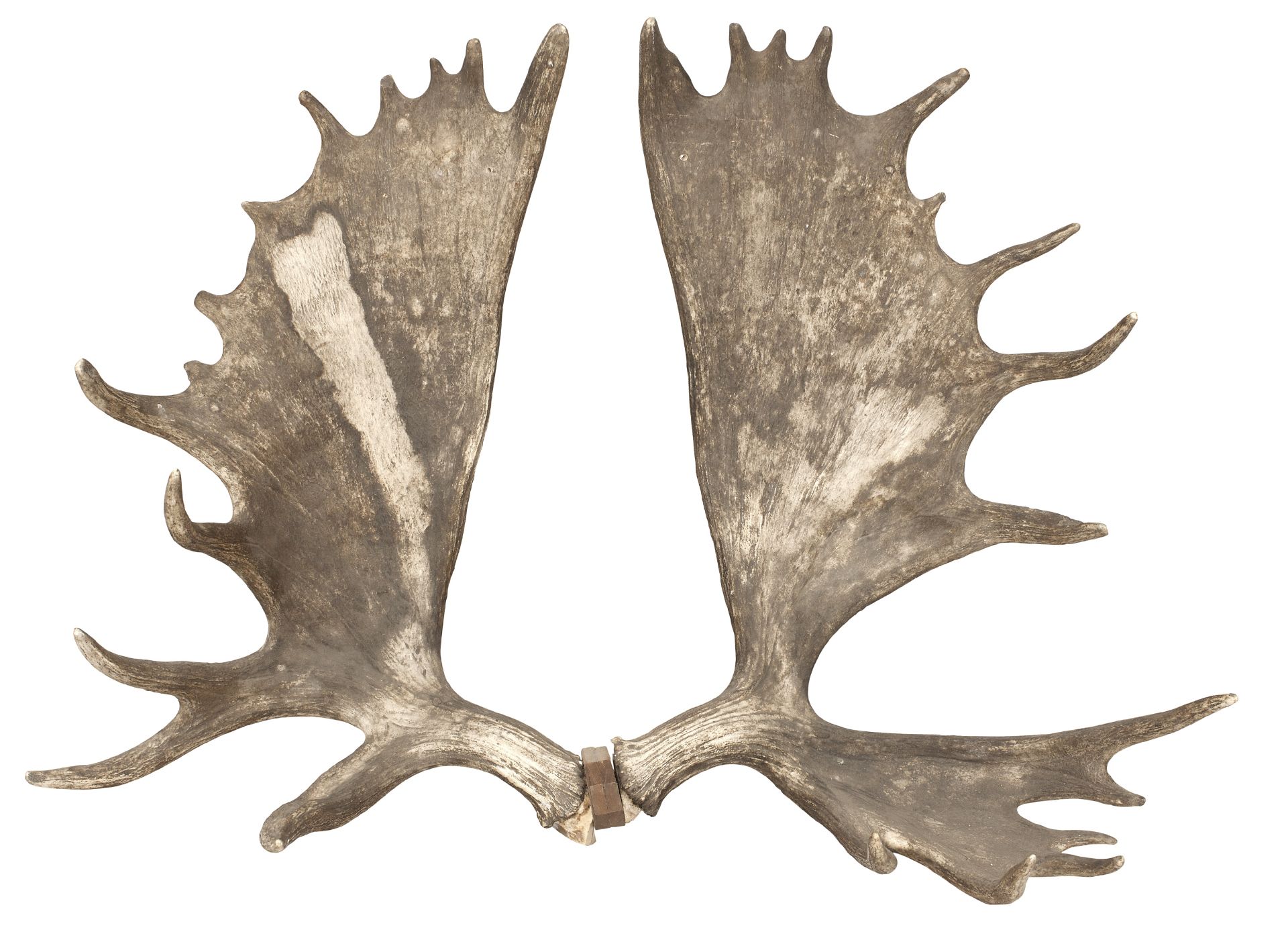 A large set of moose or elk antlers (Alces alces) (2)