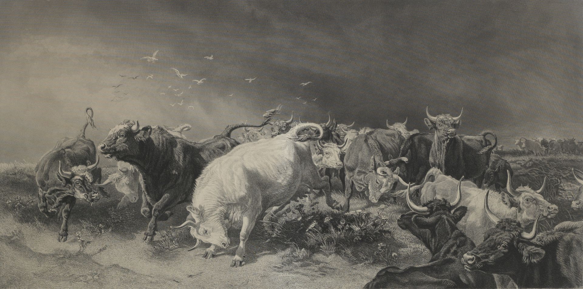 After Henry William Banks Davis, RA A large engraving of charging cattle (together with three sma...