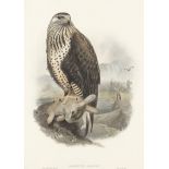 GOULD (JOHN) A group of 13 hand-coloured lithographs of falcons and birds of prey, and 3 others, ...