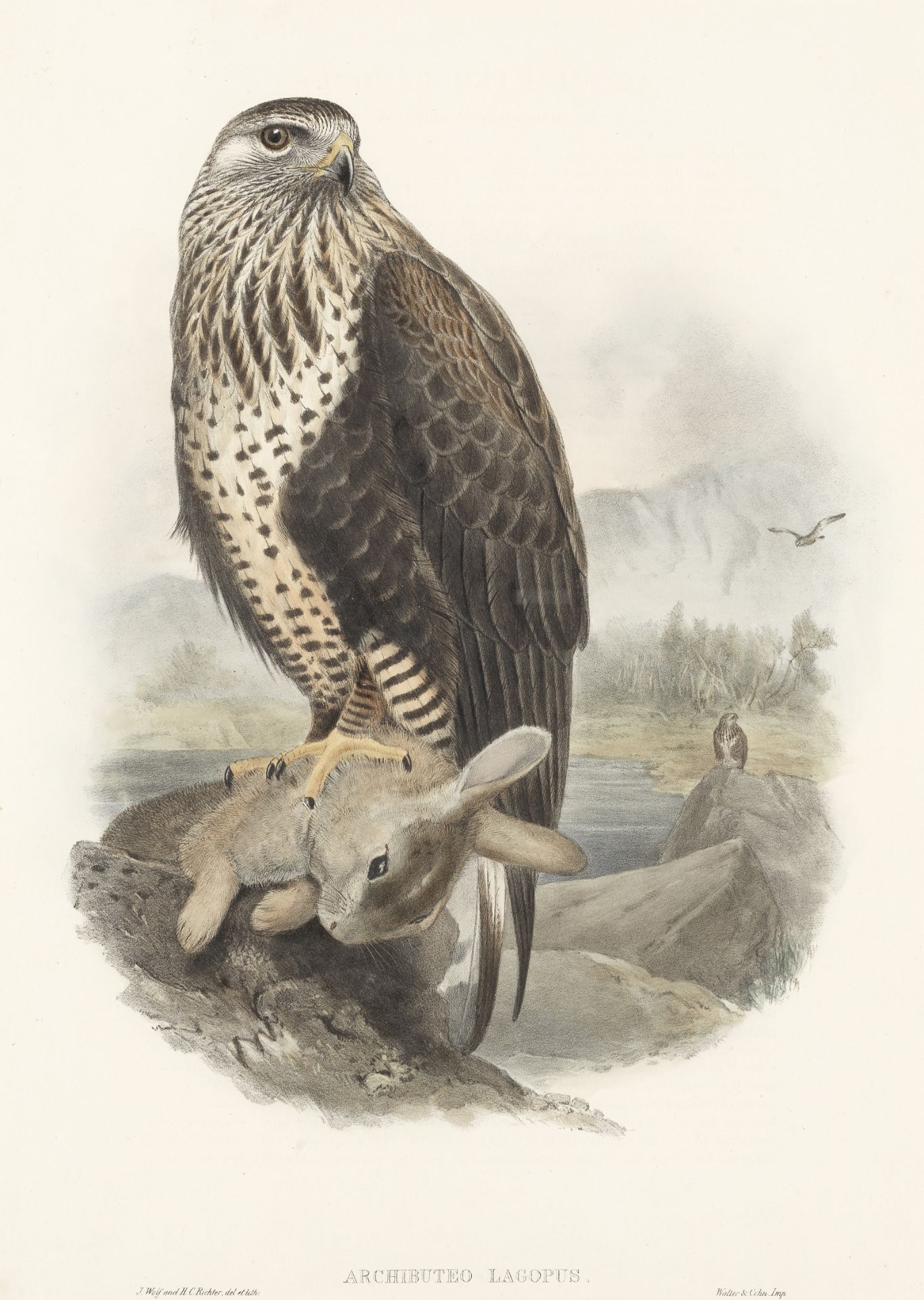 GOULD (JOHN) A group of 13 hand-coloured lithographs of falcons and birds of prey, and 3 others, ...