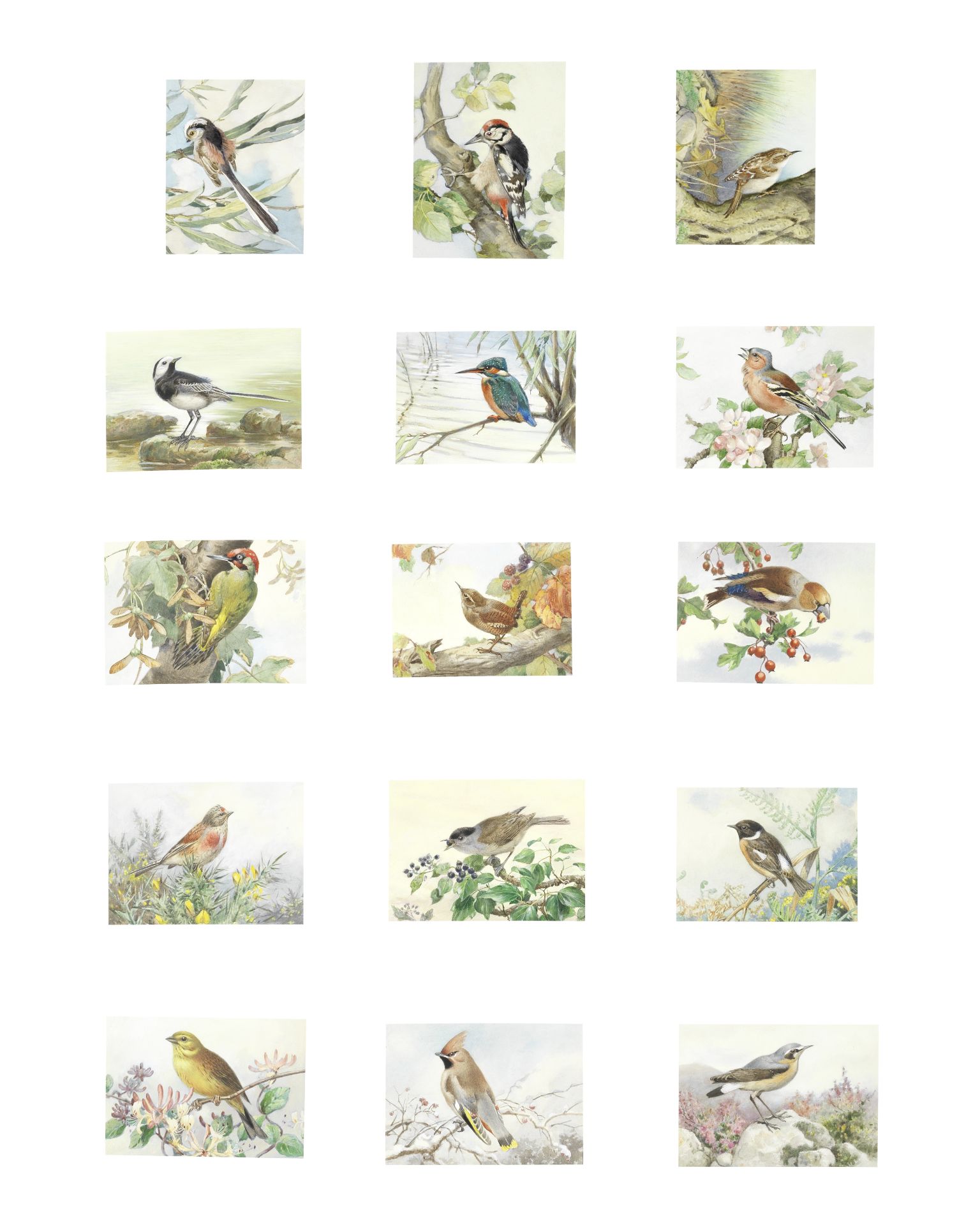 Winifred Austen (British, 1876-1964) A collection of ornithological studies (15) all mounted but...