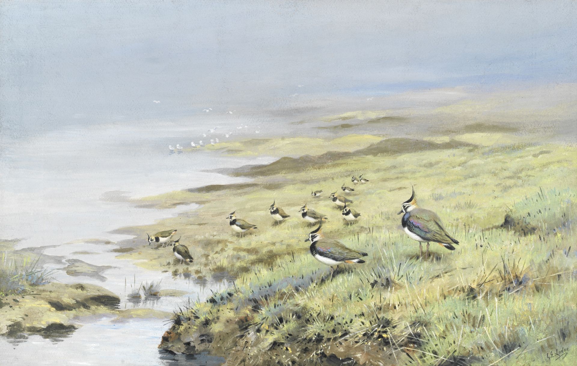 George Edward Lodge (British, 1860-1954) Lapwing on a marsh