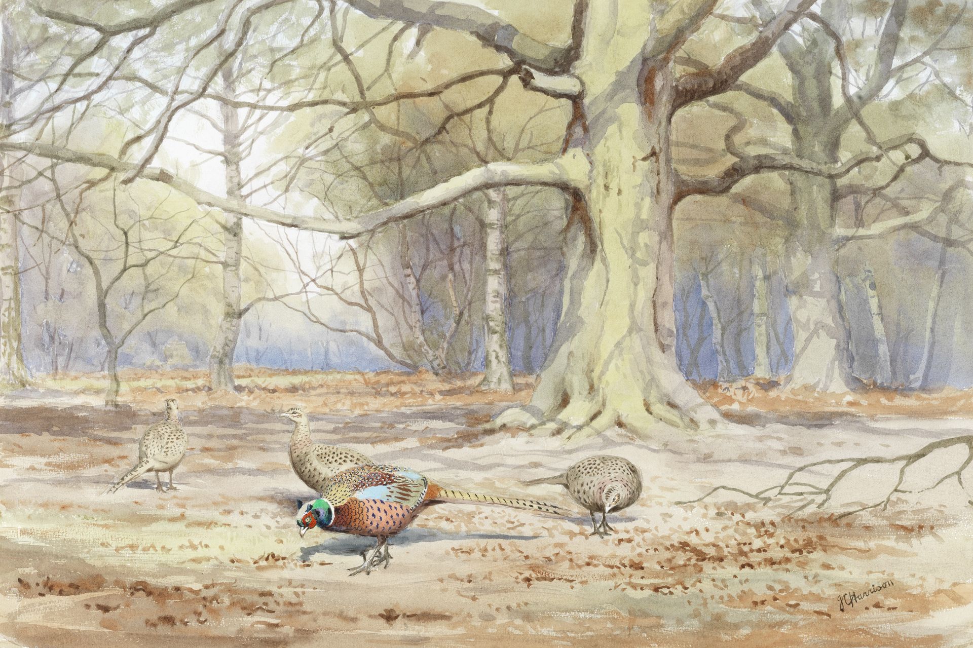 John Cyril Harrison (British, 1898-1985) Pheasants under beech trees