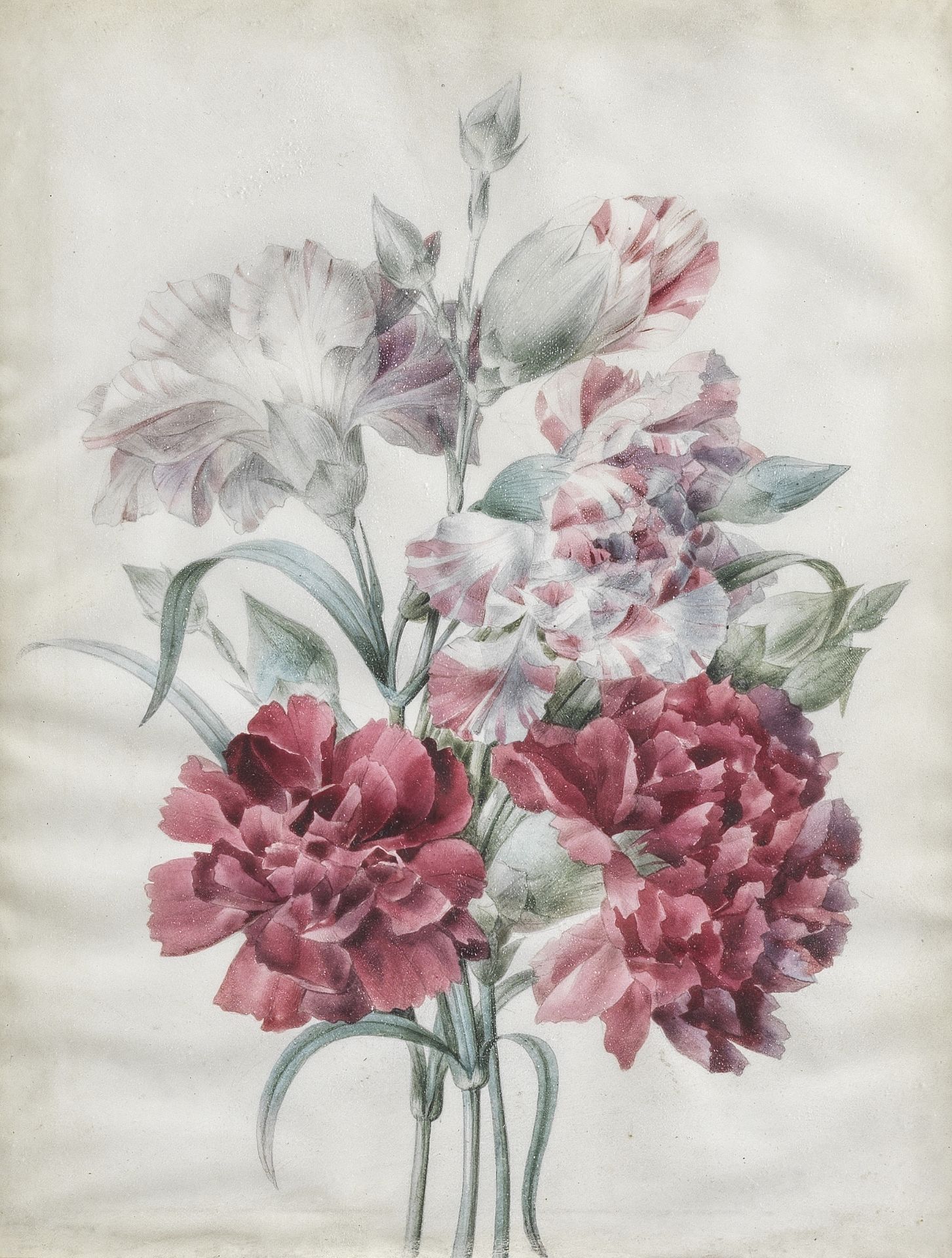 Pierre Joseph Redout&#233; (Saint-Hubert 1759-1840 Paris) A bouquet of carnations