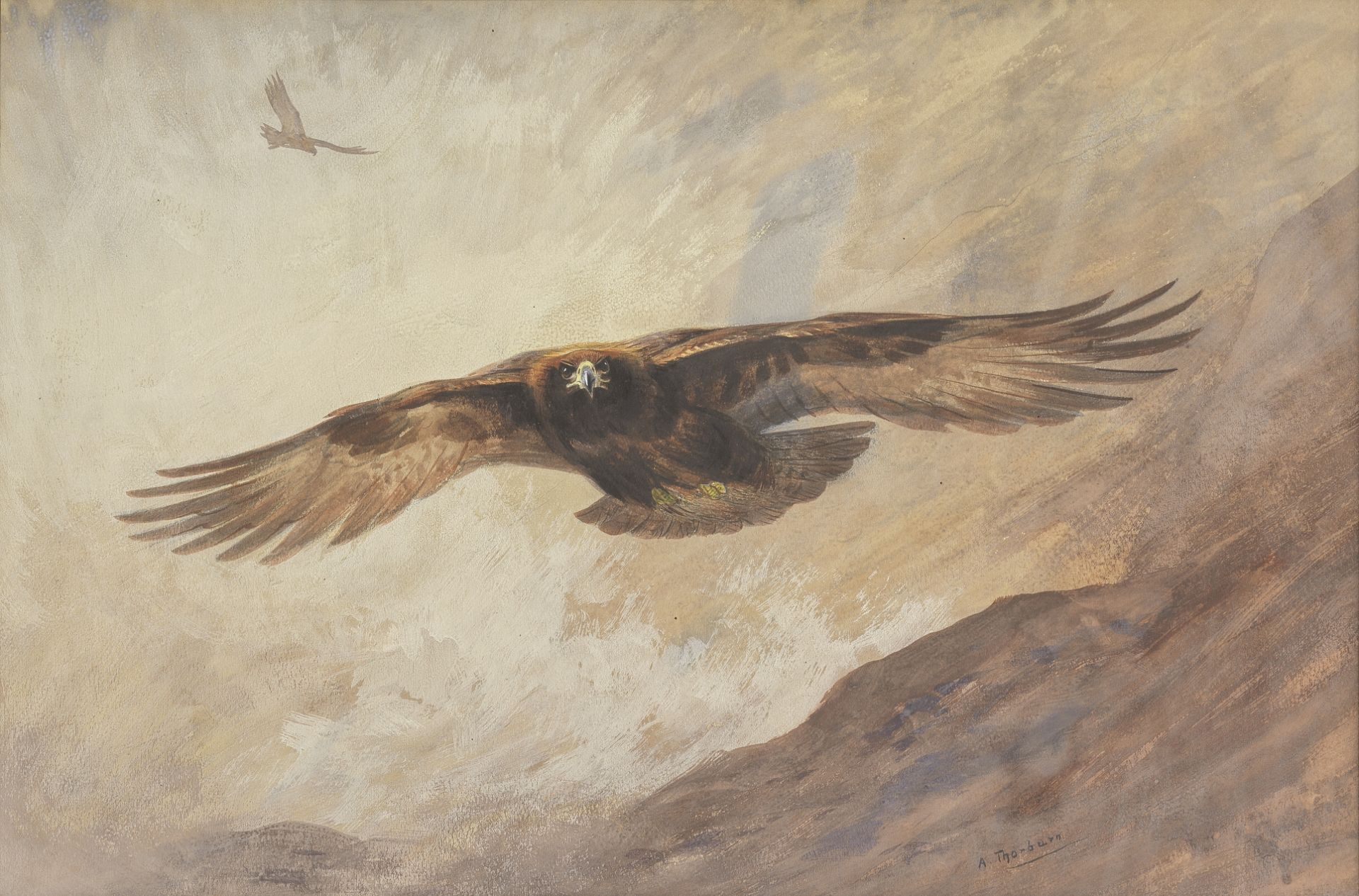 Archibald Thorburn (British, 1860-1935) Golden Eagle in flight