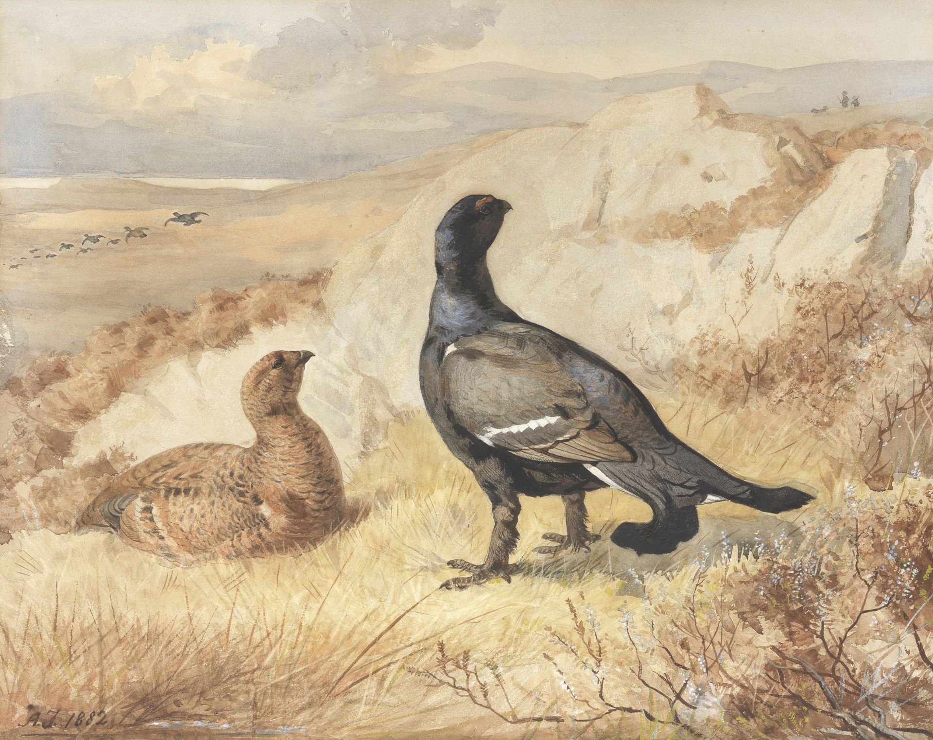 Archibald Thorburn (British, 1860-1935) Blackgame in a landscape