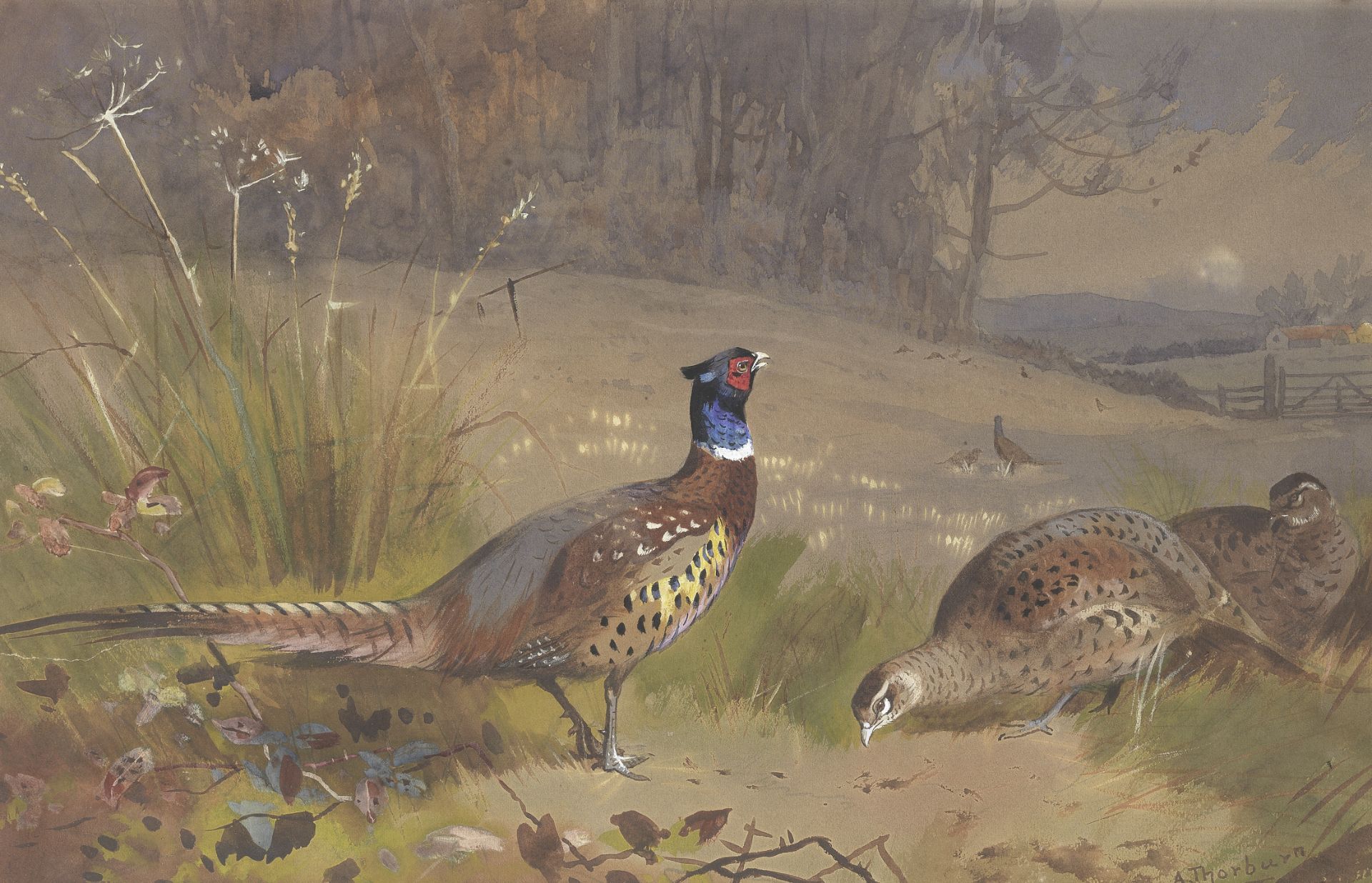 Archibald Thorburn (British, 1860-1935) Pheasants on the edge of a wood