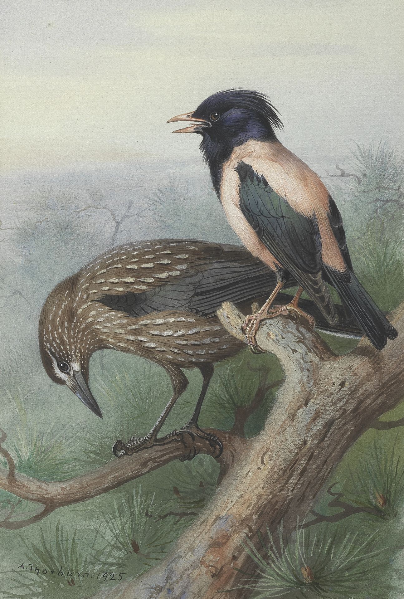 Archibald Thorburn (British, 1860-1935) Nutcracker and Rose Coloured Starling