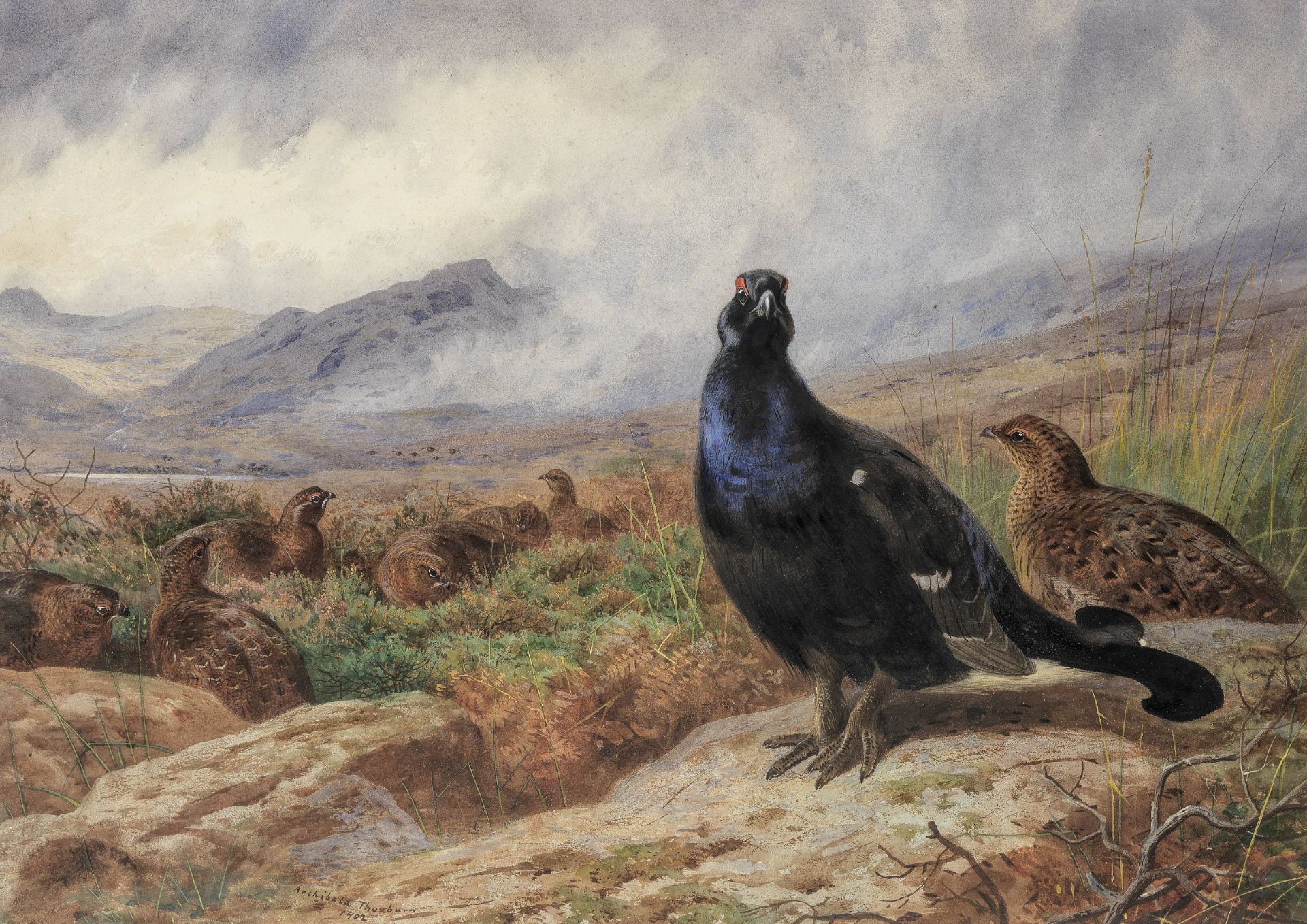 Archibald Thorburn (British, 1860-1935) Blackgame