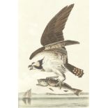AUDUBON (JOHN JAMES) The Birds of America, from Drawings Made in the United States and their Terr...