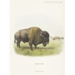 LYDEKKER (RICHARD) Wild Oxen, Sheep and Goats of All Lands Living and Extinct, FIRST EDITION, NUM...